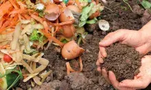 Food scraps and compost