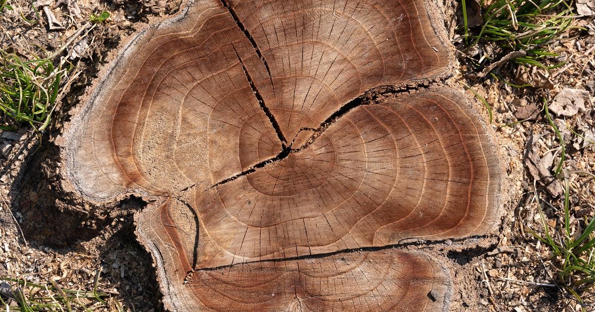 Photo inspiration: Fresh Look at Brush Stump Processors