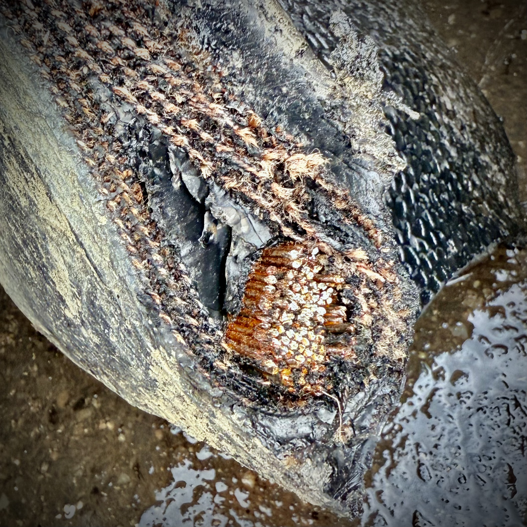 close up of truck tire interior